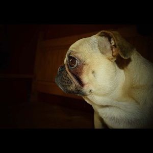 Meet your Posher, Brandy